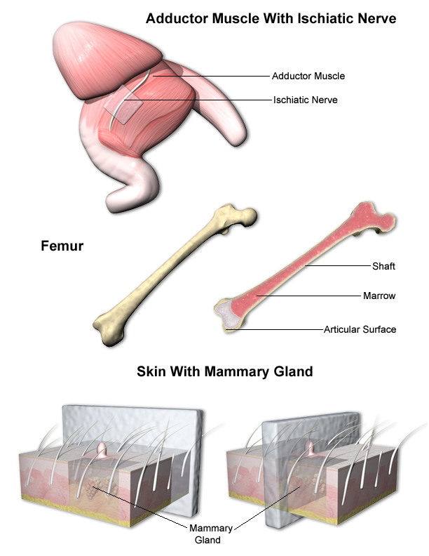 Mammary Gland and Skin trimming examples