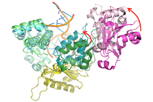 DNA Repair Complexes