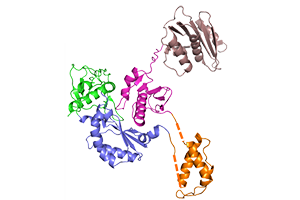 HIV Reverse Transcriptase