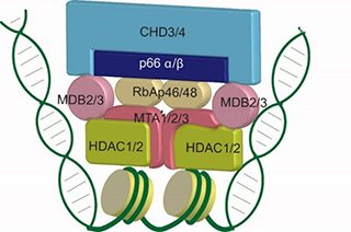 Eukaryotic Transcriptional Regulation Group page image