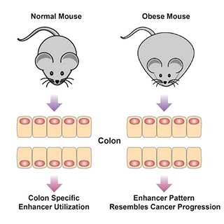 cartoon mice on control or obesogenic diets