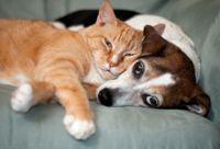 image of cat and dog