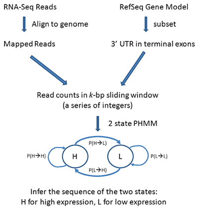 Workflow diagram for PHMM 3’UTR shortening
