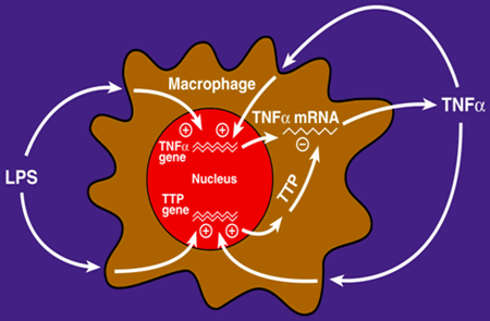 Polypeptide hormone action, Mechanisms of signal transduction