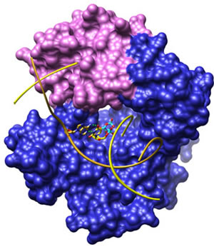 This pathway is responsible for the repair of DNA base damage arising from a variety of exogenous and endogenous agents