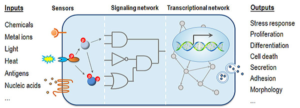 gene networks