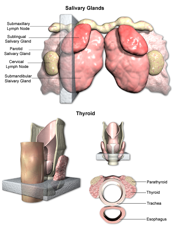 Trachea, Salivary Glands, and Thyroid Trimming Examples