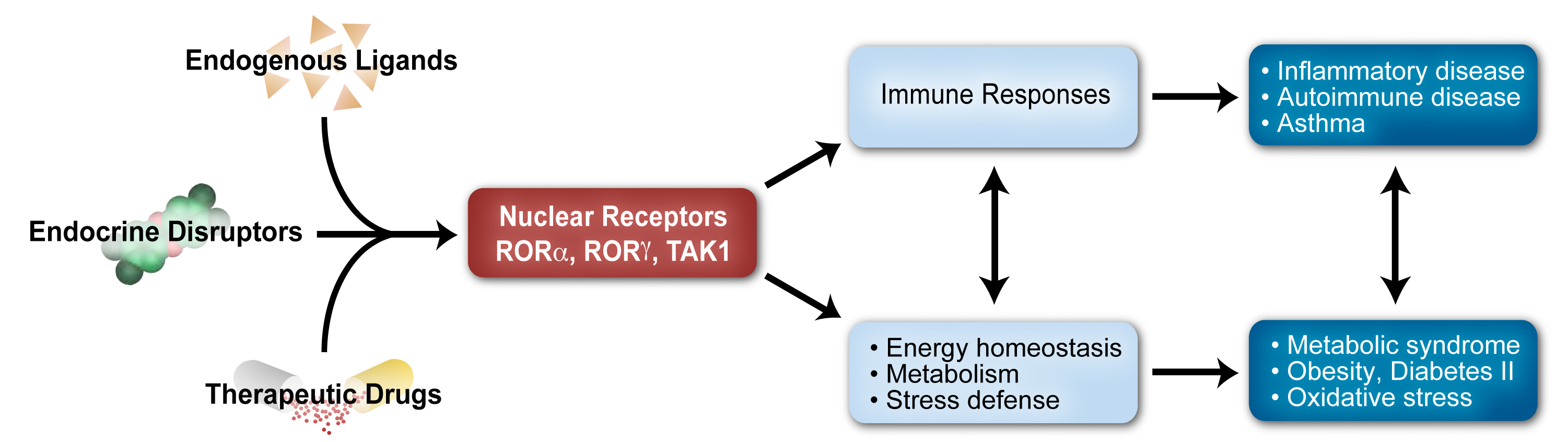 Diagram: Endogenous ligands, endocrine disruptors, and therapeutic drugs going to Nuclear receptors ROR-alpha, ROR-gamma, and TAK1 going to immune responses, as well as energy homeostasis, metabolism, and stress defense. Both go into Inflammatory disease, autoimmune disease, asthma, metabolic synrome, obesity, diabetes II and oxidative stress.