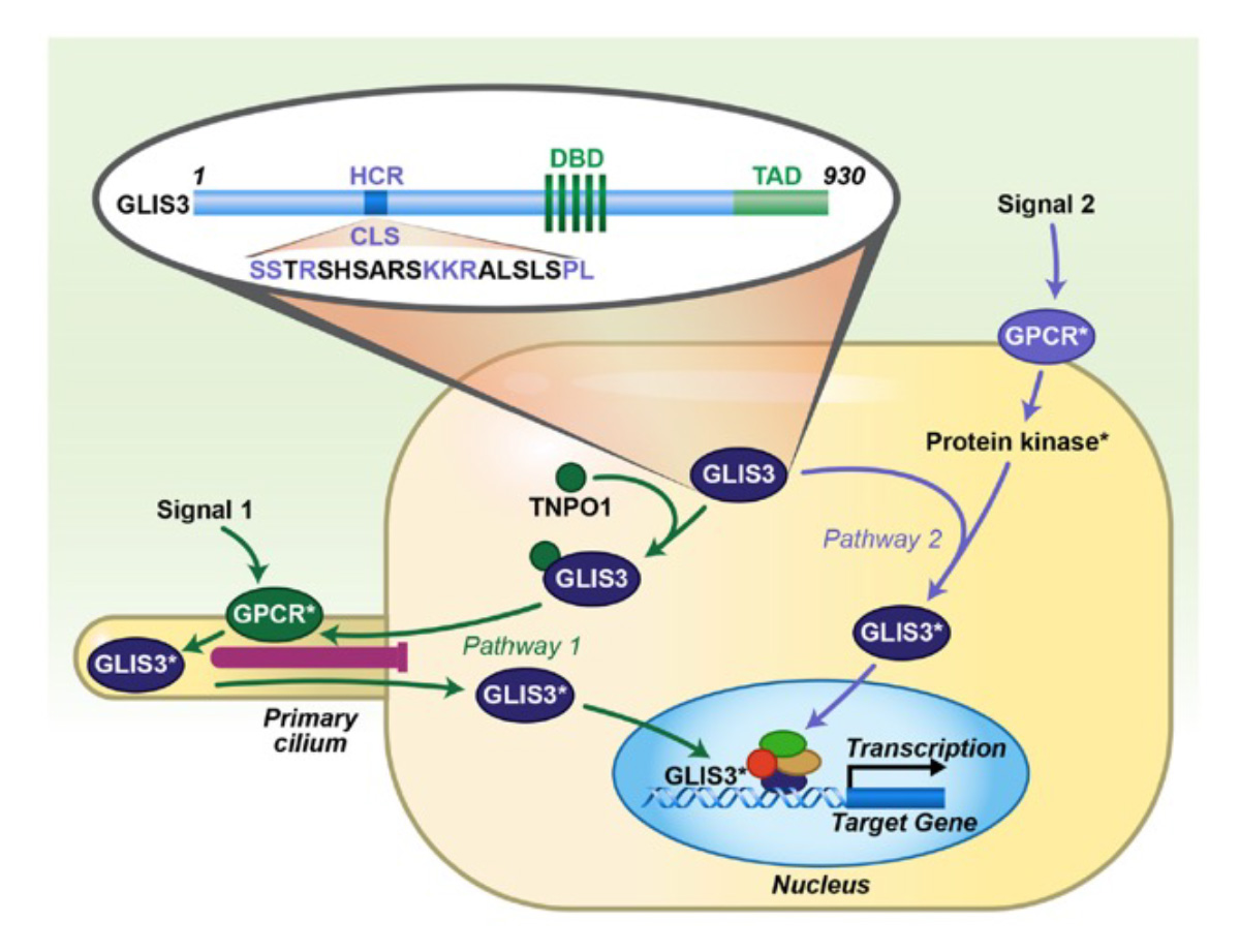 Diagram: Endogenous ligands, endocrine disruptors, and therapeutic drugs going to GLIS2 and GLIS3, which go into inflammation, epithelial-mesenchymal transition, which goes into nephronophthisis. GLIS2 and 3 also go into Planar cell plarity, pancreatic beta-cell generation, insulin expression, T3/T4 metabolism, which go into diabetes, polycystic kidney disease, hypothyroidism, glaucoma, hepatic fibrosis, osteopenia, and cancer.