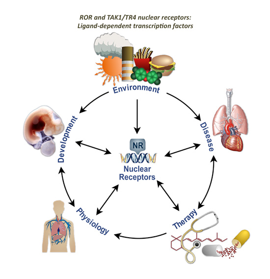 Figure 1. Nuclear Receptors: Ligand Dependent Transcription Factors