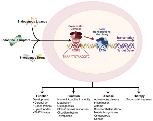 Figure 2: A diagram depicting ROR mechanism of action, physiological functions and roles in disease