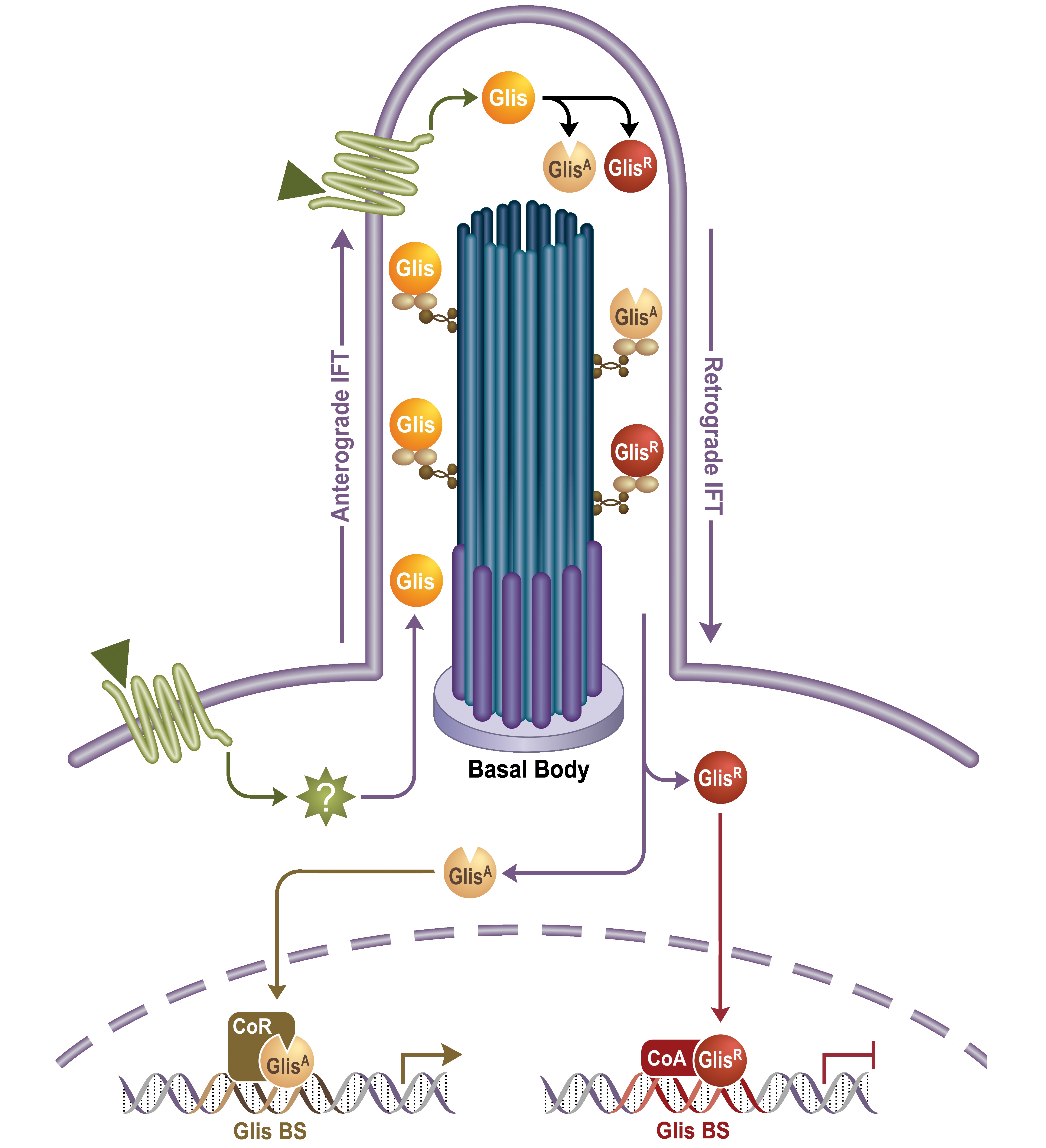 Figure 1: A diagram depicting Glis signaling pathways that are being regulated by external signals