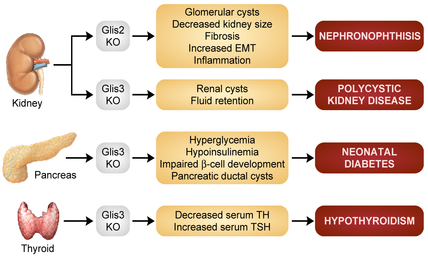 Figure 2: A diagram depicting the affect of Glis proteins link to disease of the Kidneys Pancreas, and the Thyroid.