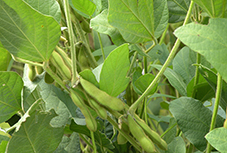 soybean plant