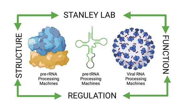 Stanly Lab Flow Chart