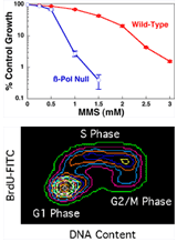 Cell Biology of Genotoxic Stress