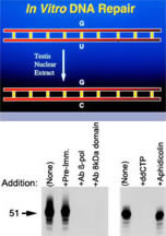 Base Excision Repair In Vitro