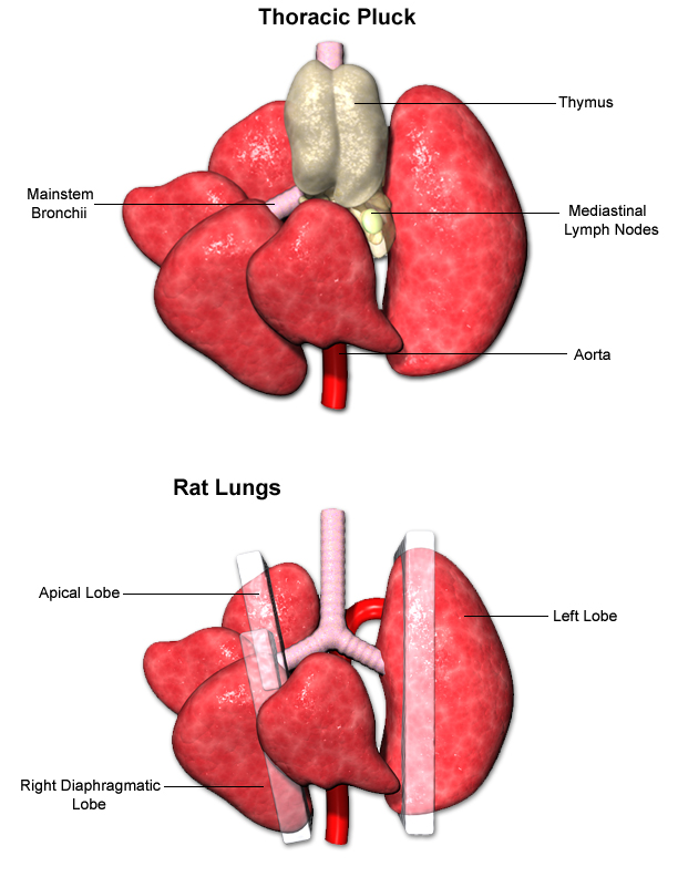 Thoracic Pluck, Lungs and Thymus Trimming Examples