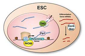 Transcriptional and post-transcriptional regulation of the pluripotent state