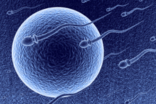 Sperm and Egg