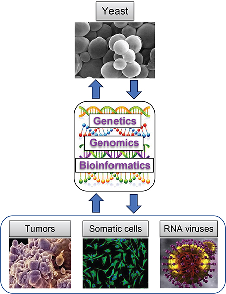 Illustration showing Yeast, Tumors, Somatic Cells, and RNA Viruses