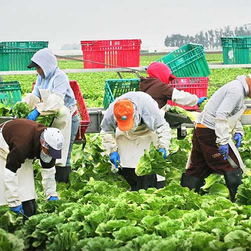 farmers gathering produce