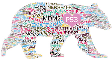 A p53 BAER of the 943 cistrome genes. The size of each word indicates its frequency of overlap across data sets.