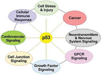 The p53 universe: signaling pathways of the potential new p53 cistrome target genes.