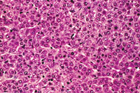 AL-TAg Mouse Liver