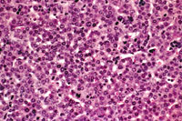AL-TAg Mouse Liver
