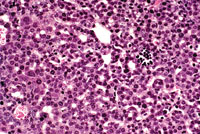 AL-TAg Mouse Liver