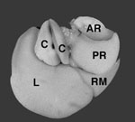 Visceral Liver Gross