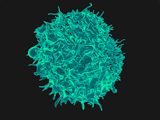 A T cell is one type of immune cell responsible for protecting the body from disease and infection.