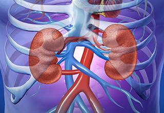 pair of kidneys