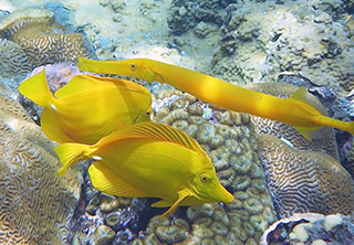 Several fish swimming in coral reef