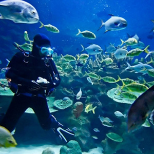 Scuba diver underwater with several fish