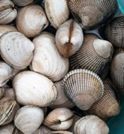Image of cockle clams