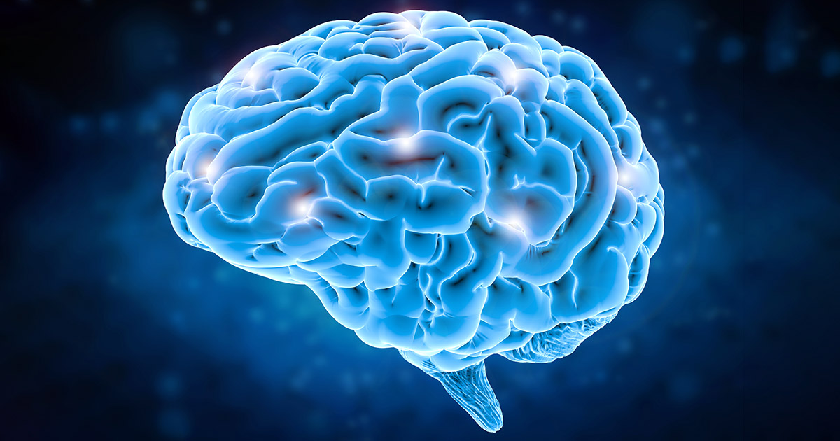 human brain