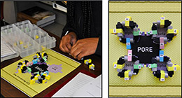 person building a channel protein model on top of a mat