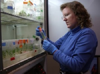 Doty studies genetically enhanced poplar shoots in the lab.