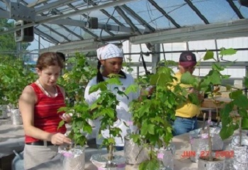 SRP Trainees conduct greenhouse studies with poplar trees in 2002