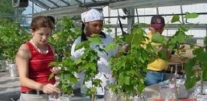 SRP Trainees conduct greenhouse studies with poplar trees in 2002