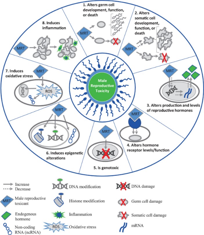 Working group members identified eight key characteristics of male reproductive toxicants.