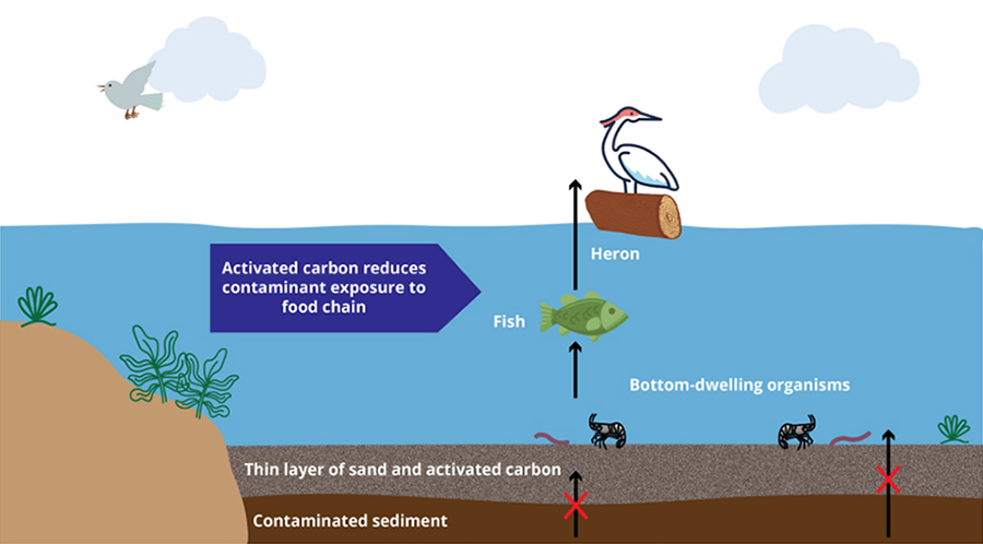 cycle of contaminants in the food chain