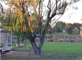 Agricultural field