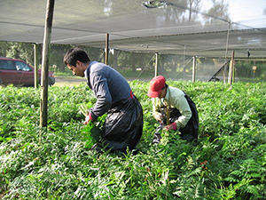 workers picking in a field