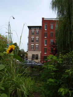 A community garden in Brooklyn