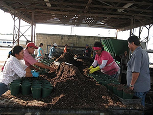 Farm workers filling pots with soil