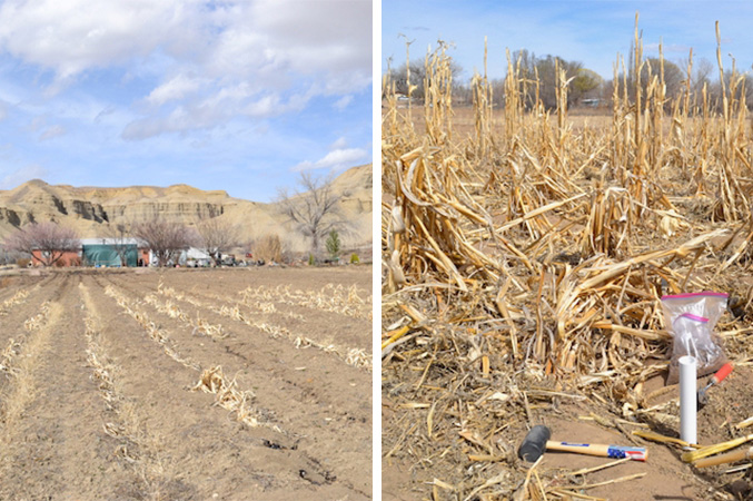 dried-up corn fields