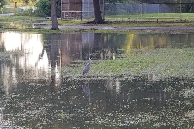 community park with flood waters partly covering grassy area